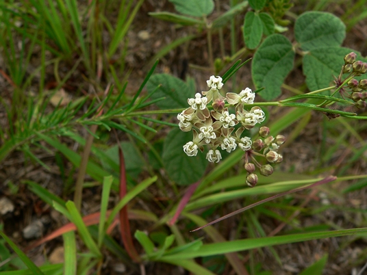 {Asclepias verticillata}